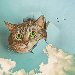 免费国产探花视频
